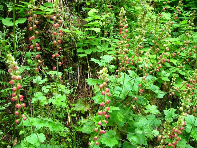 Eagle Creek-132.JPG - Eagle Creek